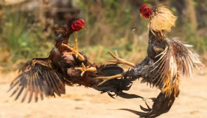 Với những nguyên tắc và kỹ năng này, bạn sẽ có cơ hội thắng lớn trong các trận đá gà và tận hưởng niềm vui và sự hồi hộp của trò chơi này tại https://j88bet.icu/.