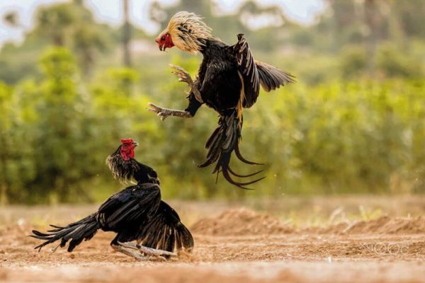 Đá gà đã trở thành một phần không thể thiếu trong văn hóa giải trí của nhiều quốc gia trên thế giới.