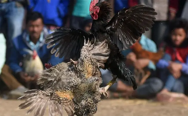 Trò chơi đá gà mang đến sự kích thích và hồi hộp cho cả người chơi và người xem.